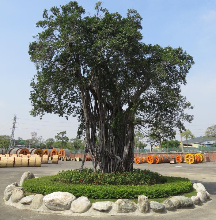 big tree